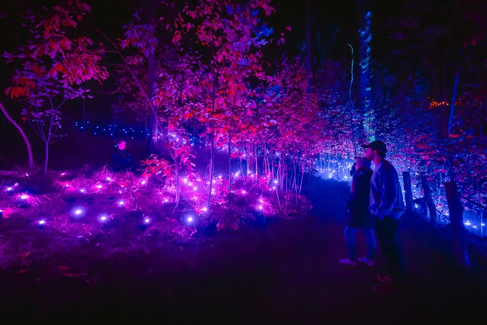 Astra Lumina Los Angeles: An Immersive Nightwalk Experience